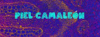 Piel Camaleon, Bandas de Rock En Espaol|Rock Latino de Bogot.